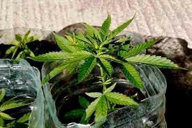 Nueva York legaliza oficialmente la marihuana para uso recreativo