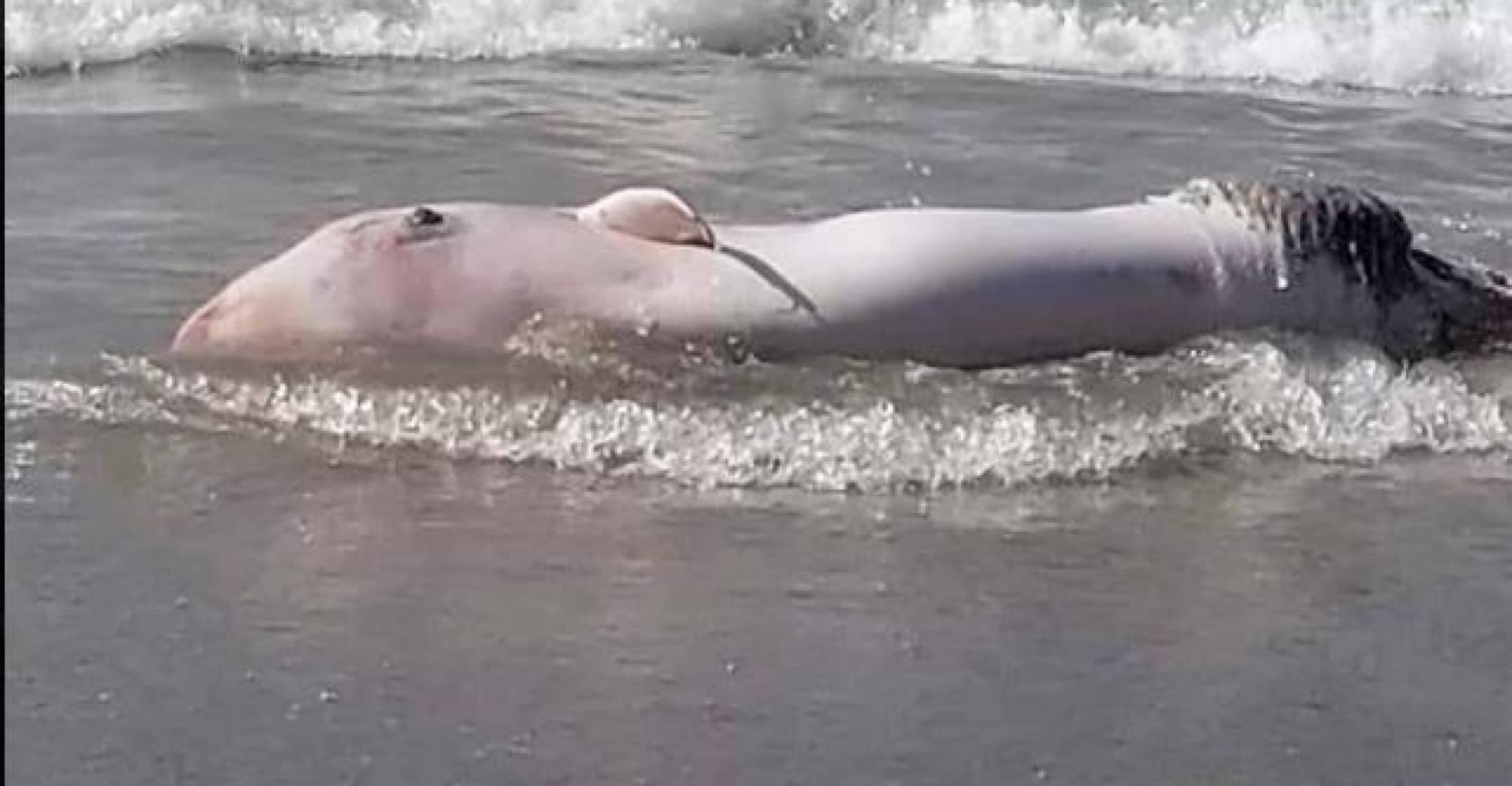 Hallan una ballena muerta en playa de Sosúa