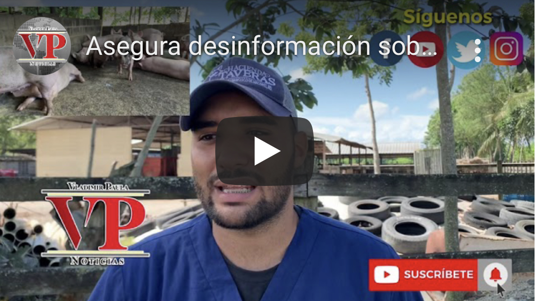 Asegura desinformación sobre “Fiebre Porcina Africana” afecta producción de cerdos en RD