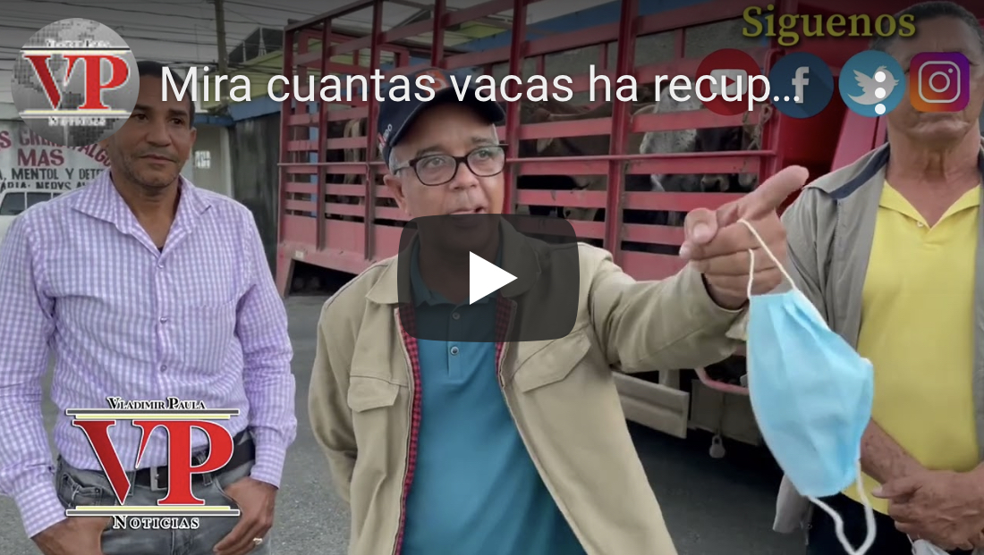 Policía recupera 19 vacas robadas en distintas fincas de SFM