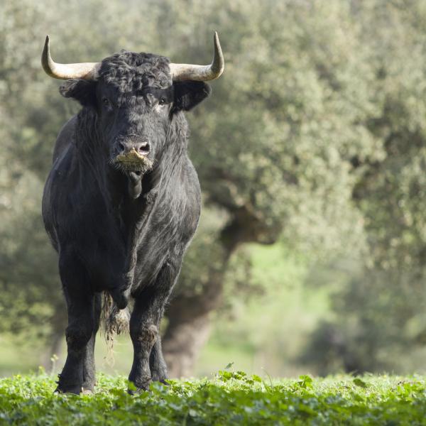 Enorme toro interrumpe un velorio y desata el caos