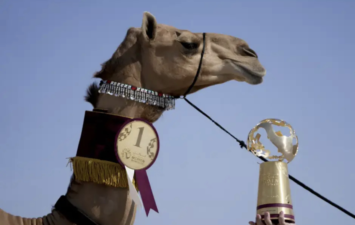 Premian al camello más lindo del año en Qatar