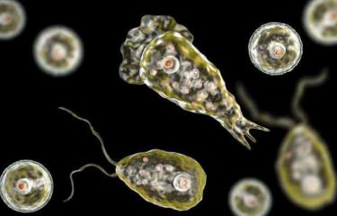 Detectan el primer caso de la ‘ameba comecerebros’ en Corea del Sur