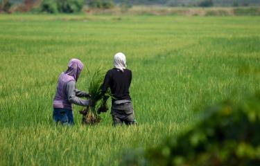 Detectan contaminación por metales pesados en suelos agrícolas de la provincia Duarte