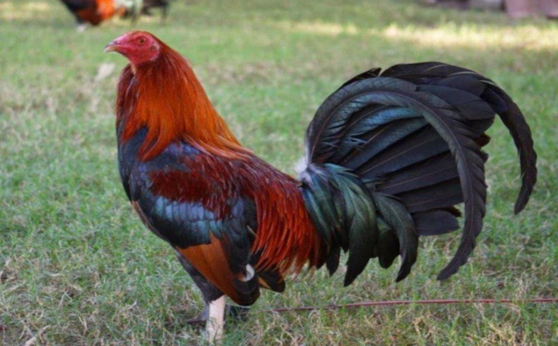 Hombre mata a otro por un gallo de pelea