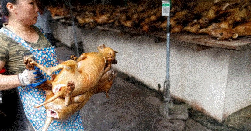 Corea del Sur prohíbe comer carne de perro a partir de 2027