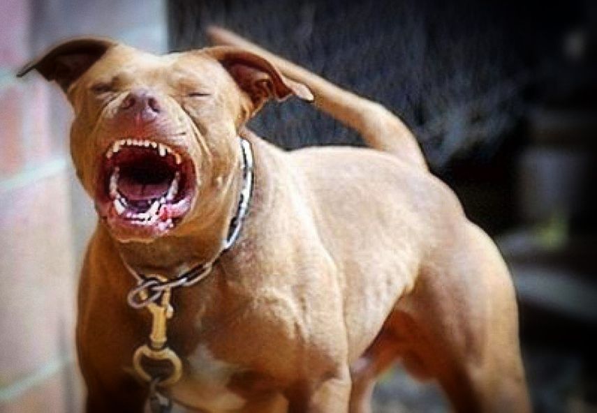 Menor resulta con decenas de heridas tras ataque de pitbull en Azua; le dieron 306 puntos