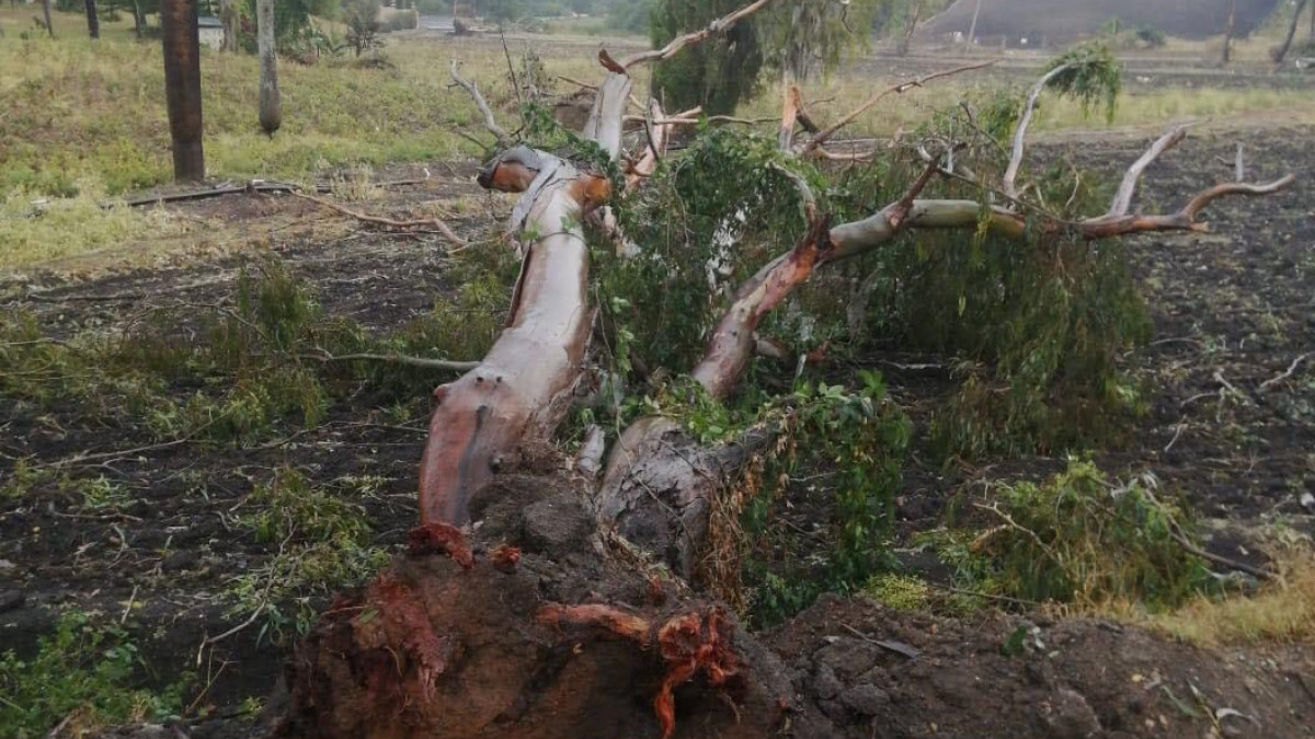 Suspenden clases por fuertes vientos en Constanza
