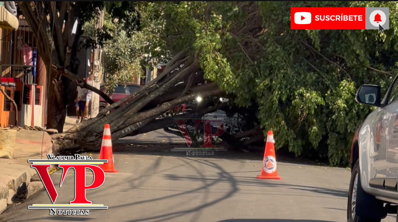 Se desploma árbol en calle Sánchez SFM