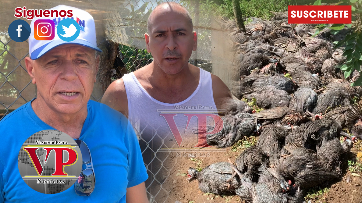 Reportan perros matan cientos de Guineas dentro de una granja en SFM