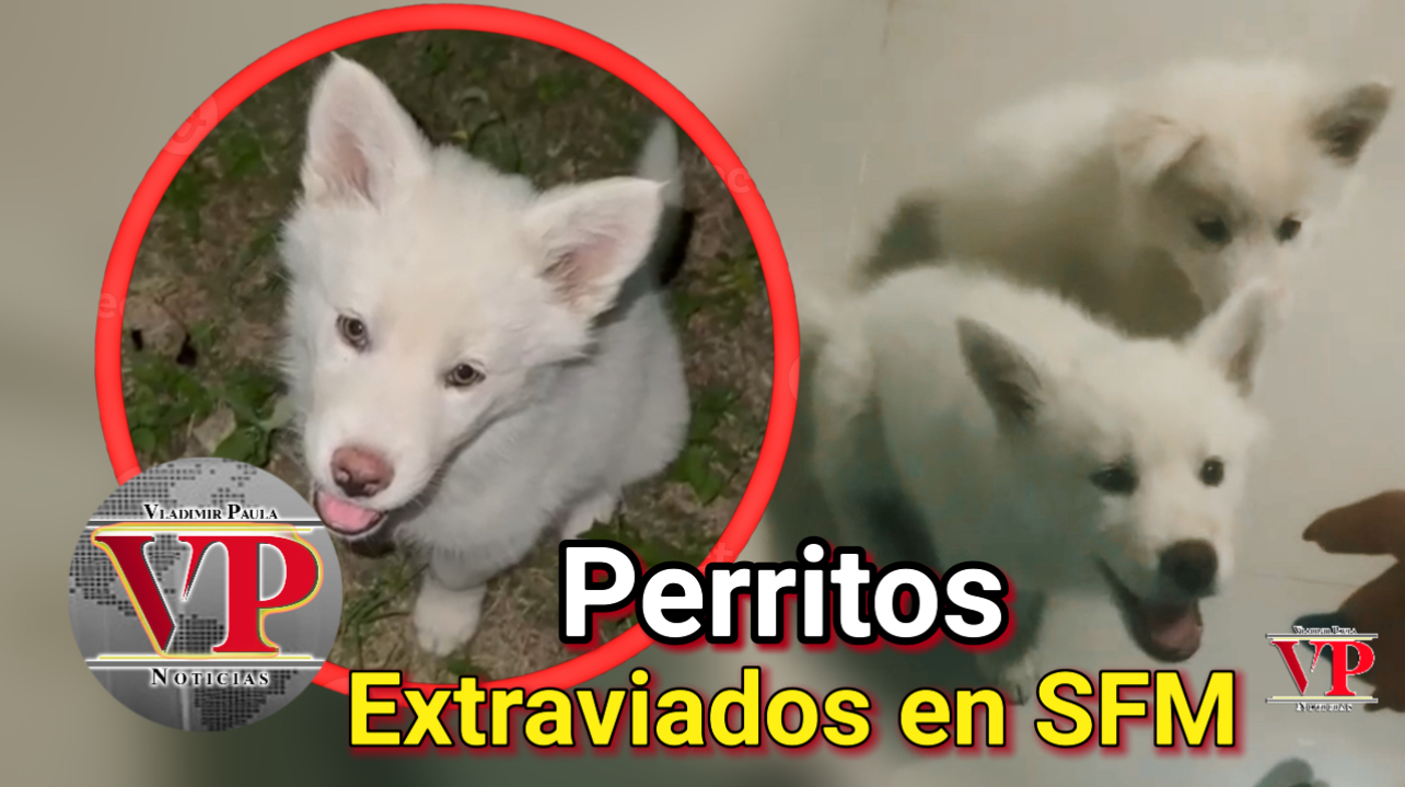 Buscan dos perritos extraviados en SFM