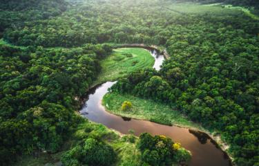 Policía peruana desarticula organización internacional de tráfico de fauna de la Amazonía