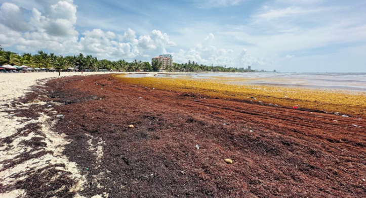 Sargazo invade playas de Juan Dolio y golpea al turismo local