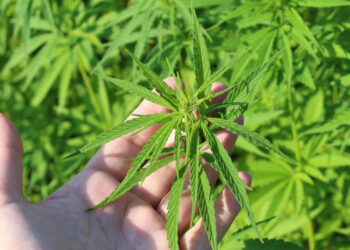 Ensayo clínico sugiere que un extracto de cannabis aliviaría los dolores lumbares crónicos