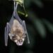 India declara alerta sanitaria por nuevo brote del virus Nipah y mantiene en vigilancia a casi 200 personas