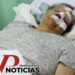 ¡Ataque brutal en plena vía! lanzan peñón a vehículo y dejan a abuela gravemente herida