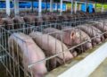 ¡ALARMA EN RD! Fiebre porcina se expande y productores advierten crisis