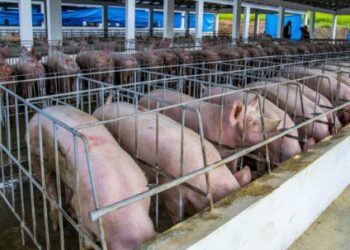 ¡ALARMA EN RD! Fiebre porcina se expande y productores advierten crisis