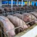 ¡ALARMA EN RD! Fiebre porcina se expande y productores advierten crisis