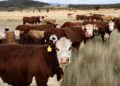 EE.UU. confirma segundo caso del gusano barrenador del Nuevo Mundo en Texas y aumenta preocupación ganadera