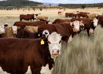 EE.UU. confirma segundo caso del gusano barrenador del Nuevo Mundo en Texas y aumenta preocupación ganadera