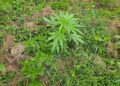 San José de Ocoa se consolida como foco de cultivos de marihuana tras decomisos de más de 15 mil plantas