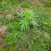 San José de Ocoa se consolida como foco de cultivos de marihuana tras decomisos de más de 15 mil plantas