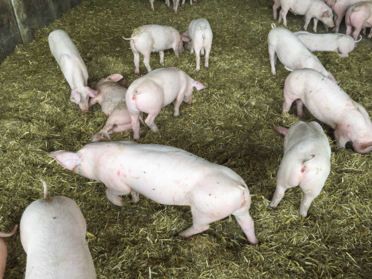 Pigs in pigsty