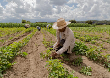 Plagas y calor reducen la producción agrícola en República Dominicana