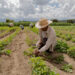 Plagas y calor reducen la producción agrícola en República Dominicana