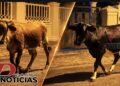 Vecinos denuncian presencia de vacas que deambulan por las noches en urbanización Neftalí 1