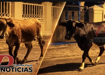 Vecinos denuncian presencia de vacas que deambulan por las noches en urbanización Neftalí 1