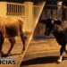 Vecinos denuncian presencia de vacas que deambulan por las noches en urbanización Neftalí 1
